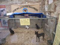 Wochenmarkt in Sineu (7)