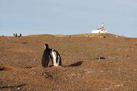 Magellan-Pinguine auf der Insel Magdalena