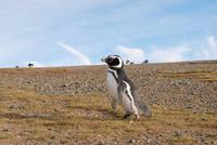 Magellan-Pinguin auf der Insel Magdalena