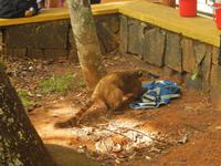 Finger weg von Nasenbären