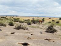 Pinguine und Guanaco