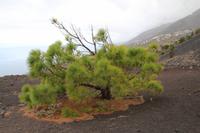 Wanderung vom Vulkan San Antonio zum Leuchtturm von Fuencaliente – La Palma