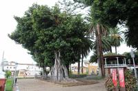 Icod de los Vinos – Teneriffa