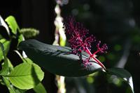 Hilo - Tropischer Botanischer Garten