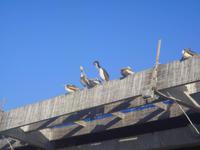 Besuch bei den Pelikanen