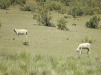 Grob geschorene Schafe