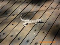 DSCI0258_Leguan