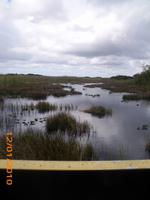 DSCI0347_unterwegs in den Everglades