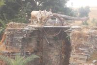 historische Wasserschöpfanlage im Aravalli-Gebirge