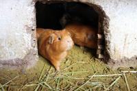 Fahrt von Cusco nach Urubamba & Ollantaytambo