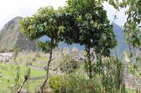 Machu Pichu - Peru