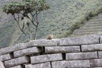 Machu Pichu - Peru