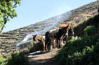 Bolivien - Titicacasee