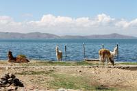 Bolivien - Titicacasee