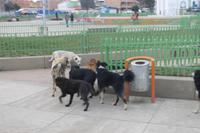 Bolivien - Titicacasee - Fahrt durch El Alto nach La Paz