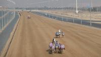 Dubai: an der Kamelrennbahn