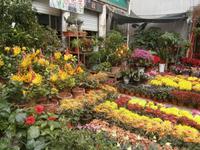 herrliche Pflanzen auf dem Markt