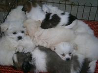 Welpen - wieviele ??