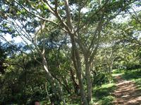 Wanderung im Guanayara Naturpark