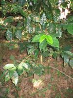 Wanderung im Guanayara Naturpark