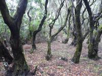 Wanderung durch den Märchenwald