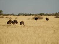 0064 Pirschfahrt in der Kalahari - Strauße