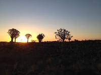 0139 Sundowner im Köcherbaumwald