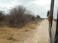 0892 Etosha-Nationalpark - Giraffen