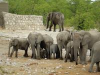 1026 Etosha-Nationalpark - Elefanten am Wasserloch