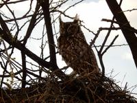 1047 Etosha-Nationalpark - Fleckenuhu