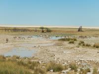 1150 Etosha-Nationalpark - Zebras