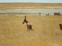 1170 Etosha-Nationalpark - Kuhantilopen
