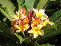 Im Catarina-Park von Funchal