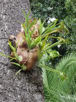 Botanischer Garten Monte Palace