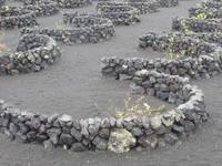 Weinbau auf Lanzarote