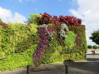 Begrünung an der Touristinformation am Spanischen Platz