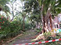 Schäden nach dem Unwetter im Botanischen Garten von Santa Cruz