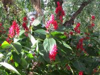 Im Botanischen Garten von Santa Cruz