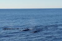 Milford Sound - Rundeise Neuseeland - Südinsel