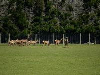 Rundeise Neuseeland - Südinsel