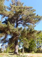 Dunedin - Rundeise Neuseeland - Südinsel