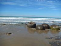 Steinkugeln Moeraki Boulders - Rundeise Neuseeland - Südinsel