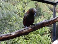 Rotorua - Rundeise Neuseeland - Nordinsel