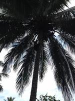 Baracoa