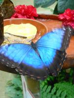 Schmetterlingshaus Jonsdorf