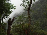 Wanderung durch den Nebelwald