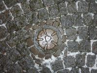 die Lutherrose