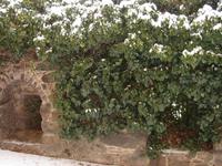 Schnee, Mauer und Strauchwerk in Bautzen