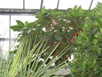 Tomatenbaum im Palmenhaus