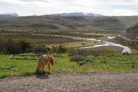 Rotfuchs im Torres del Paine